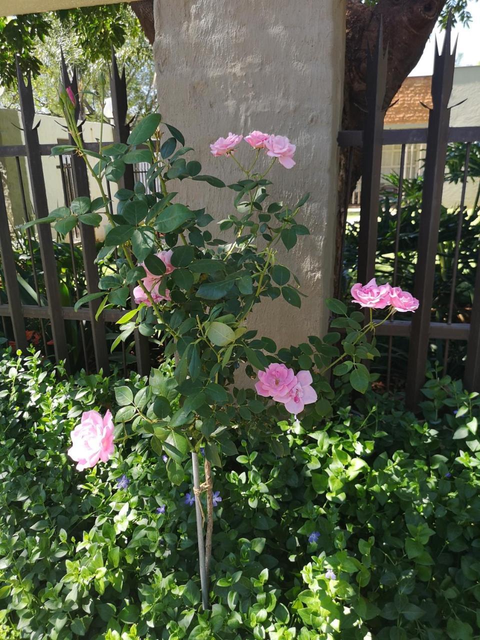 Aaa Rose Garden Guesthouse Mookgophong エクステリア 写真